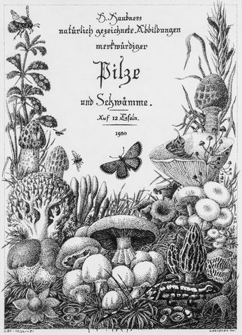 Horst Haubners natürlich gezeichnete Abbildungen merkwürdiger Pilze und Schwämme (NEU)