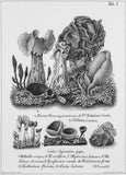 Horst Haubners natürlich gezeichnete Abbildungen merkwürdiger Pilze und Schwämme