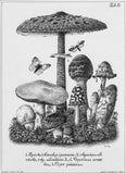 Horst Haubners natürlich gezeichnete Abbildungen merkwürdiger Pilze und Schwämme